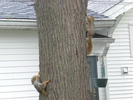 Two Squirrels