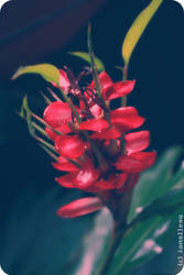 red flower