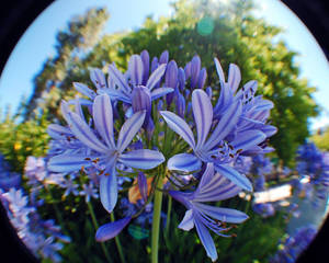 Fishy Flowers