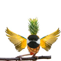 The rare Pineapple bird