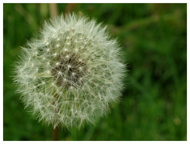 dandelion close