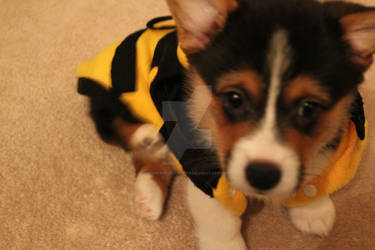 Sparky as a Bee