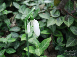 Snowdrop 2