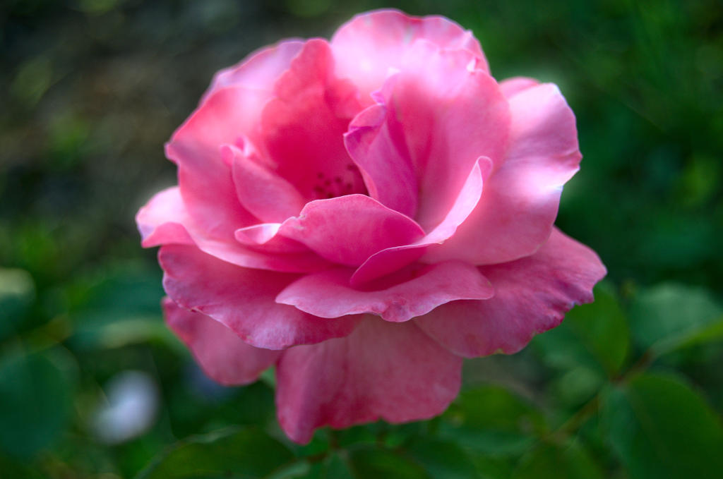 Pink_rose