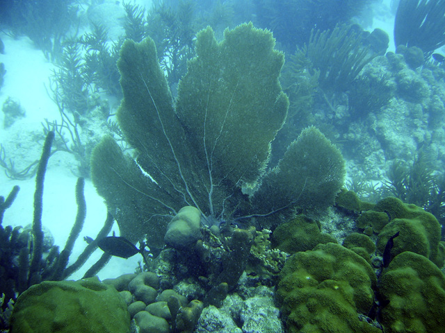 Sea Fan