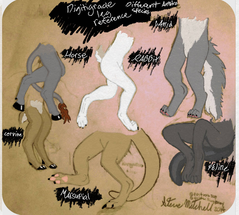 Furry Digitigrade Reference digitigrade reference by scuba-possum on DeviantArt