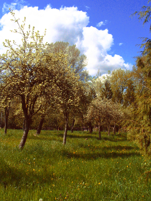 in a meadow