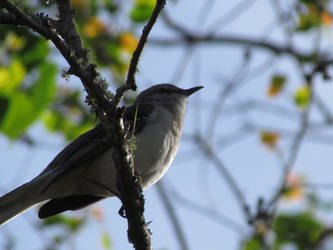 Underbelly of a Bird