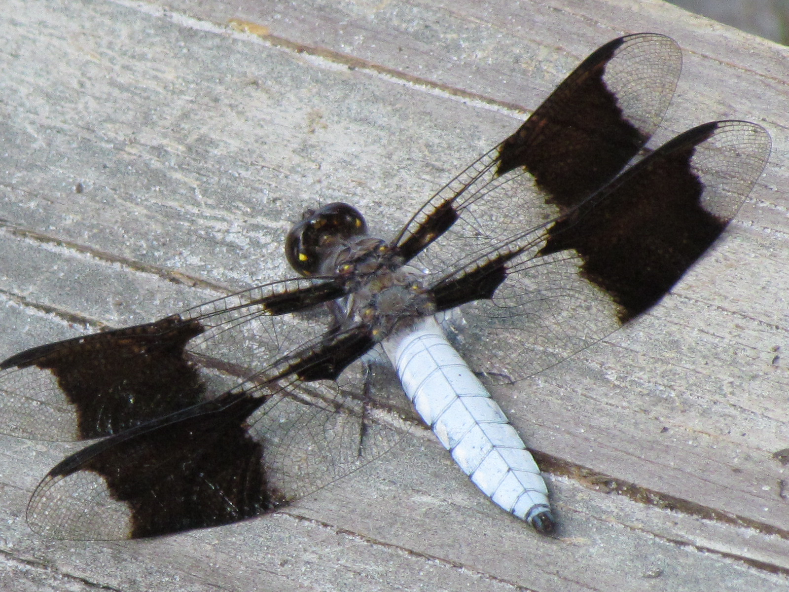 Back of a Dragonfly