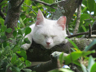 Sleeping in a Tree