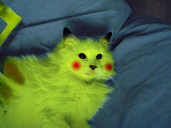 cat pikatchu