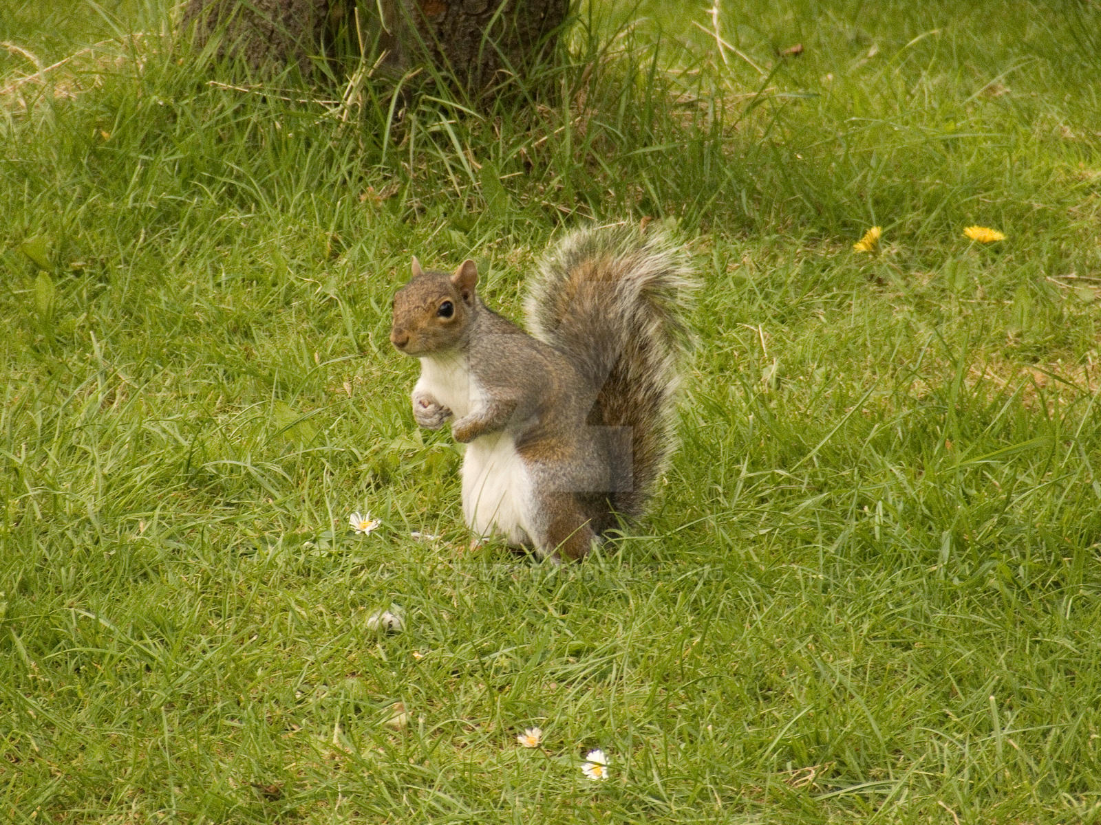 Dulwich Park 5