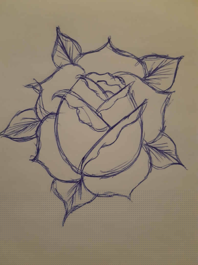 Sketchy Rose by amolina45 on DeviantArt