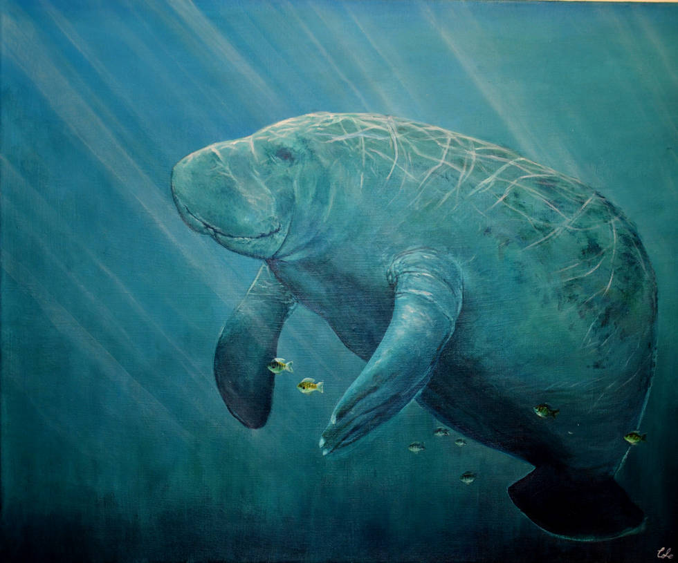 Majestic Manatee