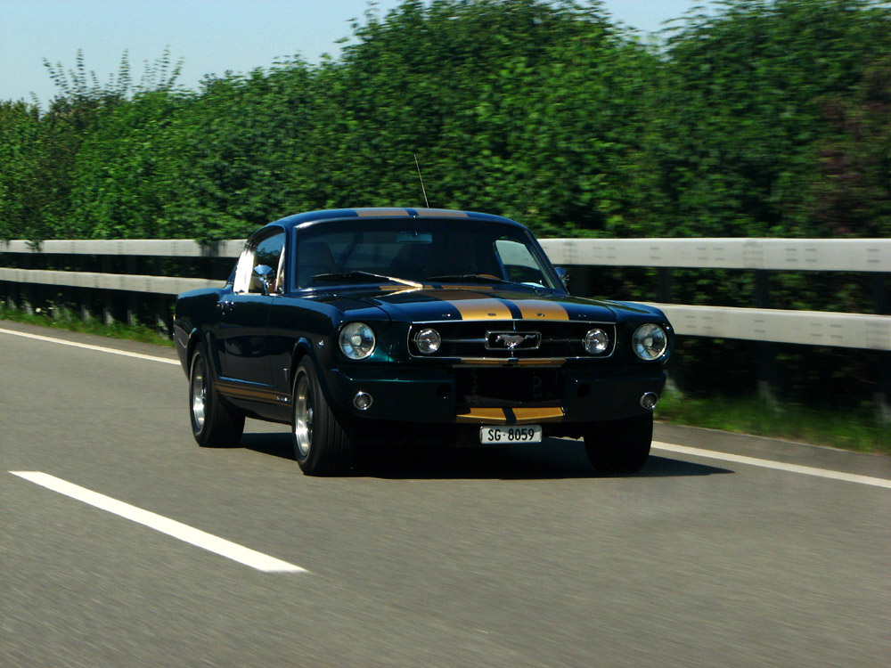 mustang on the road