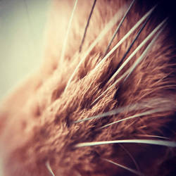 ginger cat whiskers macro
