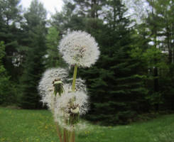 Dandelions