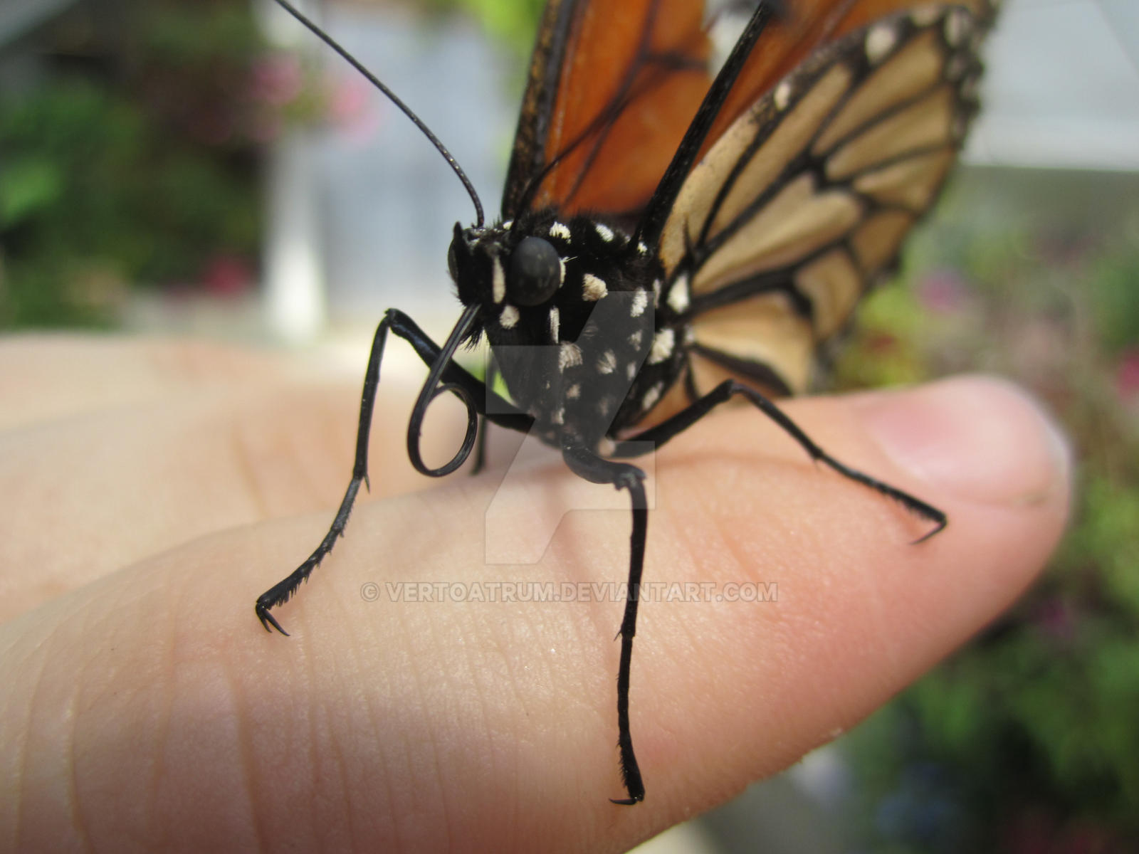 Monarch Butterfly Close Up Close Up Of Monarch Butterfly Danaus #2