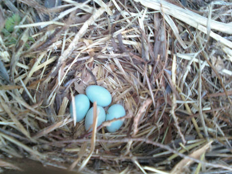 blue eggs