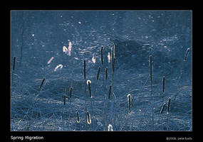 Spring Migration