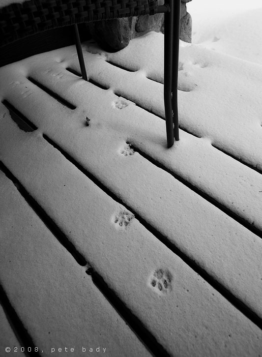 Cat Tracks