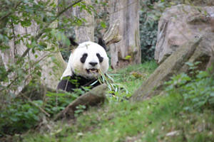 Yuan Zi - Beauval zoo - Panda eating bamboo