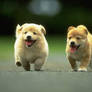 cute puppies RACING