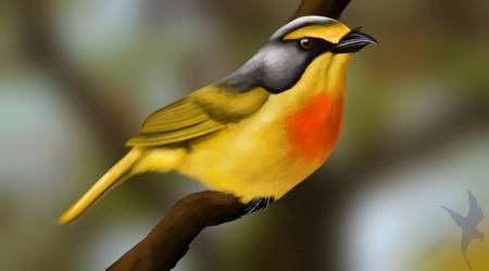 Bush shrike