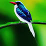 Biak paradise kingfisher
