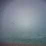 Foggy Morning Flight