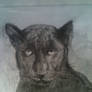 Panter drawn on the back of a small envelope
