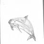 Viquita Dolphin Fine Art Drawing 20220326