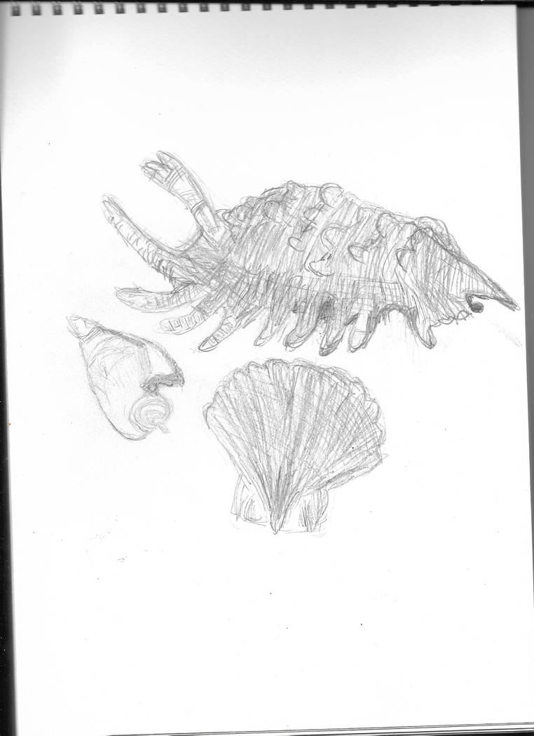 Shell Person Drawing Drawing Of Shells 20220325 (2) by missnshah on DeviantArt