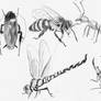 Sketch 116 Insects