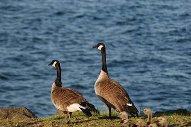 Geese 2 of 6