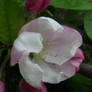 Apple Flower