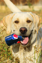 have a pepsi and a smile