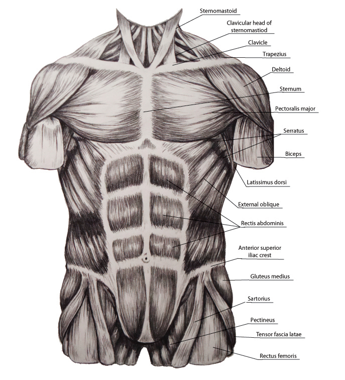 Muscle Inide Torso study of torso muscles by MegaSquid on DeviantArt