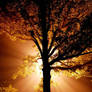 The Giving Tree