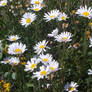 More Daisies