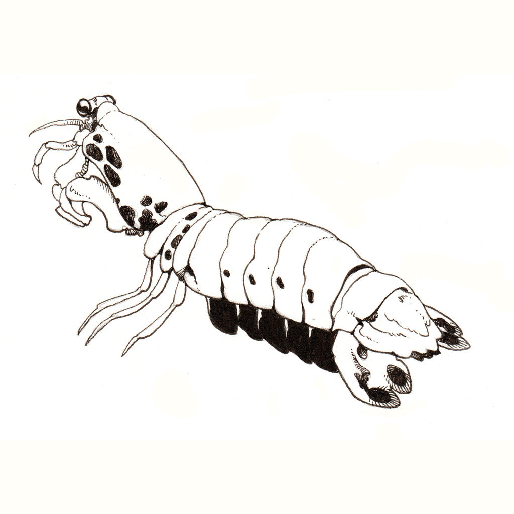 Mantis Shrimp by Lil-Tachyon on DeviantArt