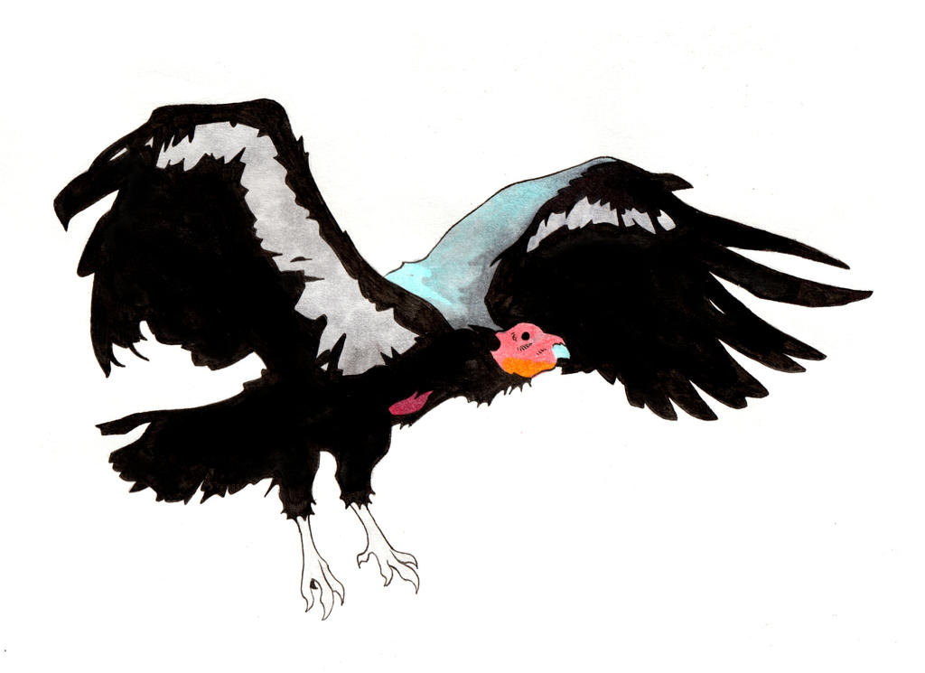 California Condor Animation California Condor by Lil-Tachyon on DeviantArt