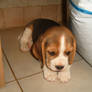 Beagle puppy