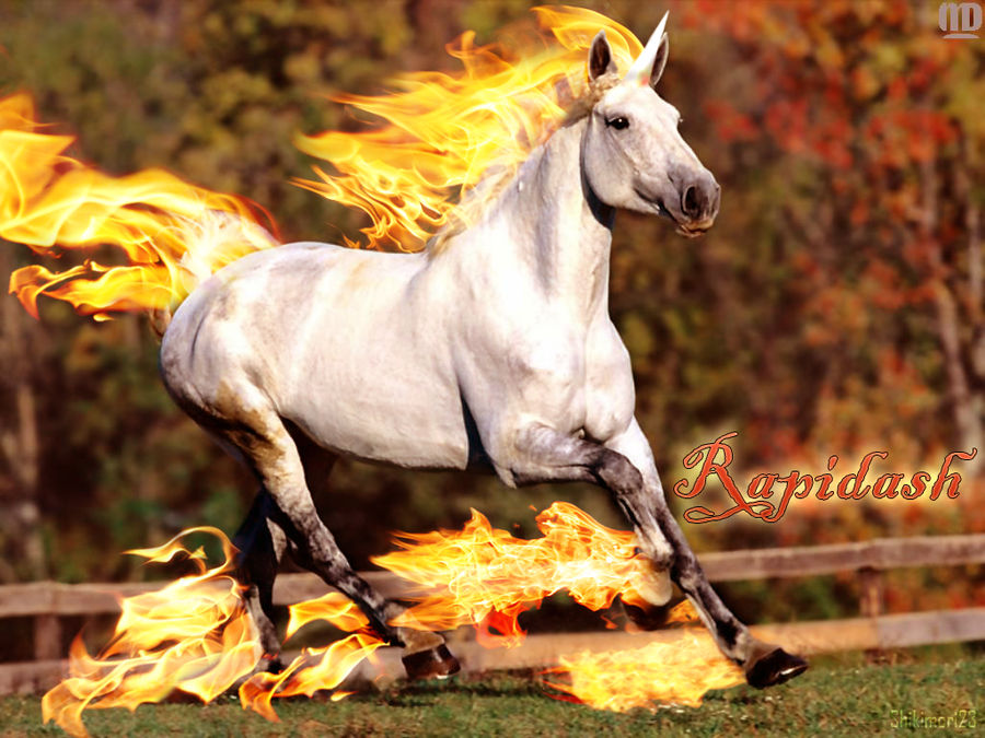 Rapidash