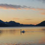 Swan, Lake Fuschl, Austria