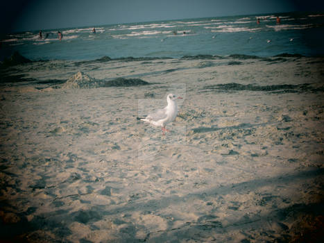 seagull - beach patrol