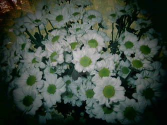 daisy_flowers_2