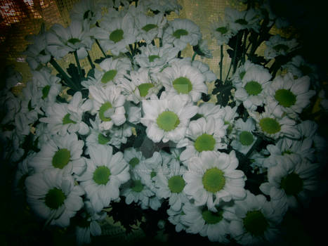 daisy_flowers_2