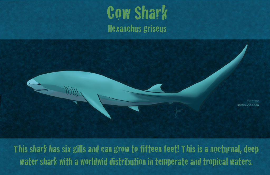 The Cow Shark