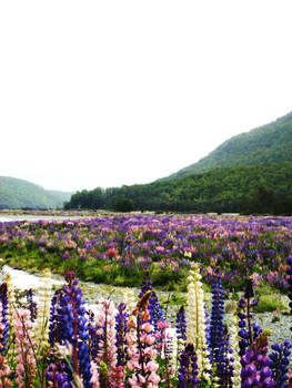 Lupins